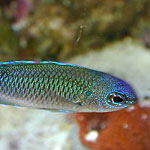 テストフィッシュ