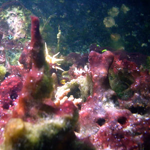 シアノバクテリア