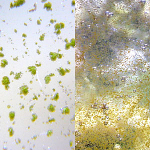 ガラス面の茶ゴケ