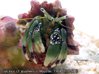 Calcinus cf. guamensis Wooster, 1984