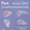 愛称：Poo (Gnathostomulida/顎口動物類)