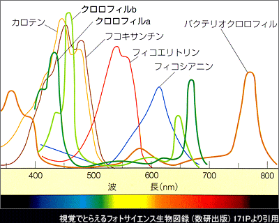 光合成色素の吸収スペクトル