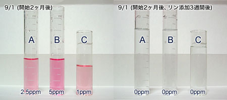 バイオペレット実験3：2ヵ月後の水質結果