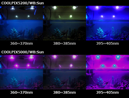 各種UV LEDによるスギノキの蛍光発色