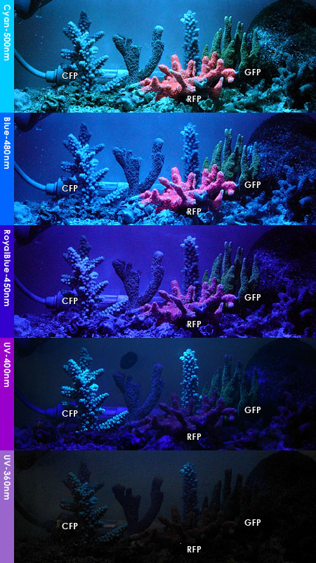 各サンゴの波長ごとの蛍光反応