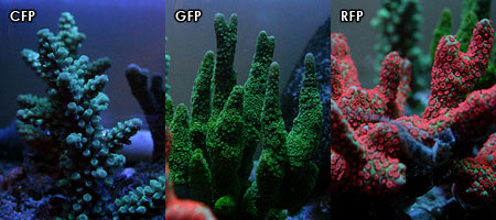 各サンゴの蛍光色