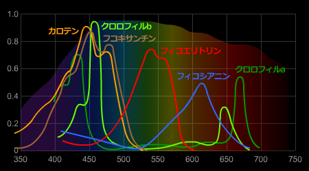 光合成色素の吸収スペクトル