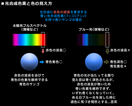 光合成色素と色の見え方
