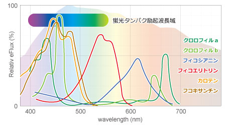 光合成色素の吸収波長と蛍光タンパクの励起波長