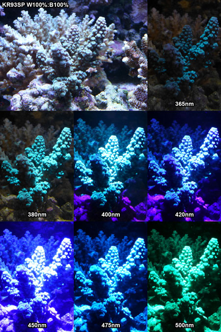 サンゴの蛍光反応 - 1