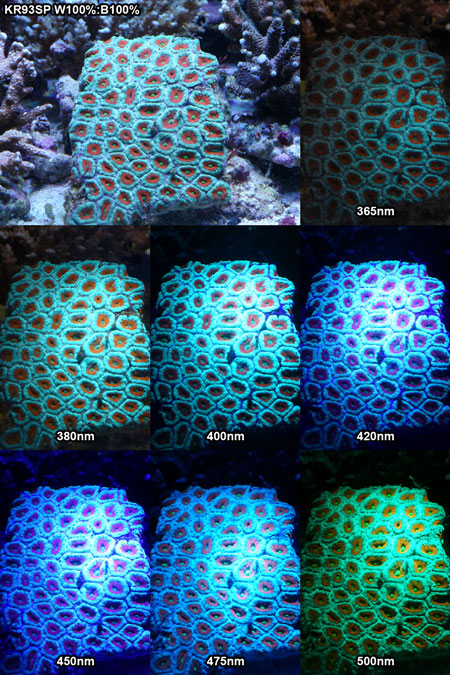 サンゴの蛍光反応 - 2