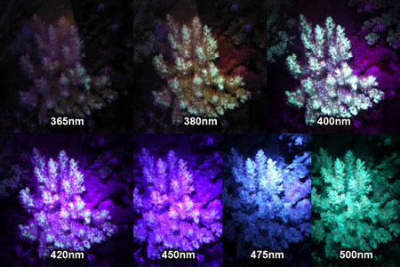 サンゴの蛍光反応 - 3