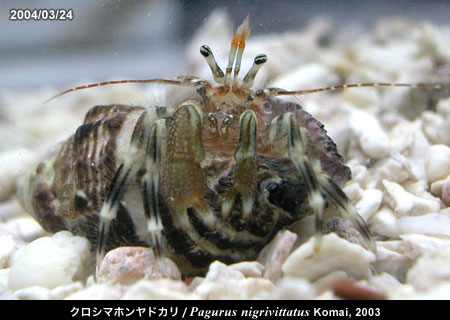 クロシマホンヤドカリ/Pagurus nigrivittatus Komai, 2003