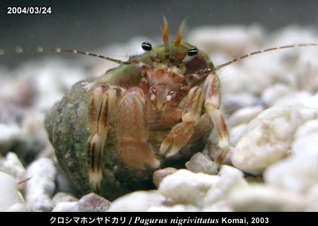 クロシマホンヤドカリ/Pagurus nigrivittatus Komai, 2003 赤い個体