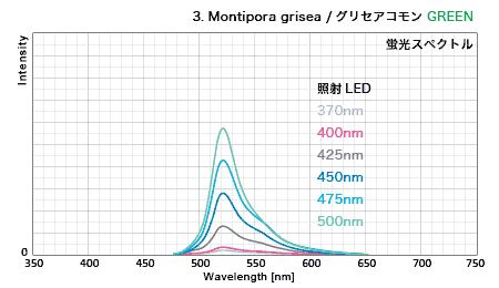 グリセアコモン・蛍光グリーン GFPスペクトル