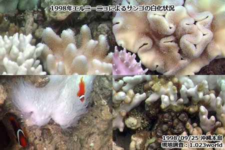 1998年のエルニーニョによるサンゴの白化状況