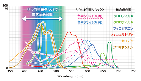 光合成色素、色素タンパク、蛍光タンパクの吸収スペクトル