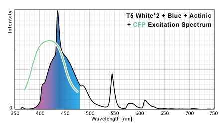 T5のシアン蛍光タンパク励起ポテンシャル
