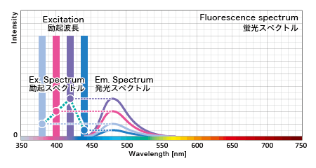 蛍光タンパクの励起波長毎の発光量を元に励起スペクトル特性が割り出される