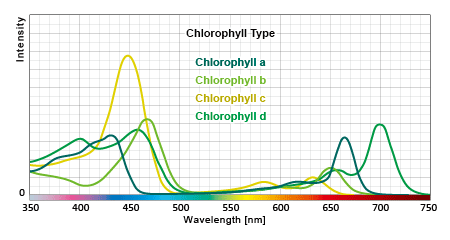 クロロフィルa/b/c/dの吸収スペクトル