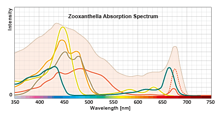褐虫藻の吸収スペクトルの構成