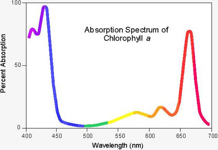 クロロフィルaの吸収スペクトル
