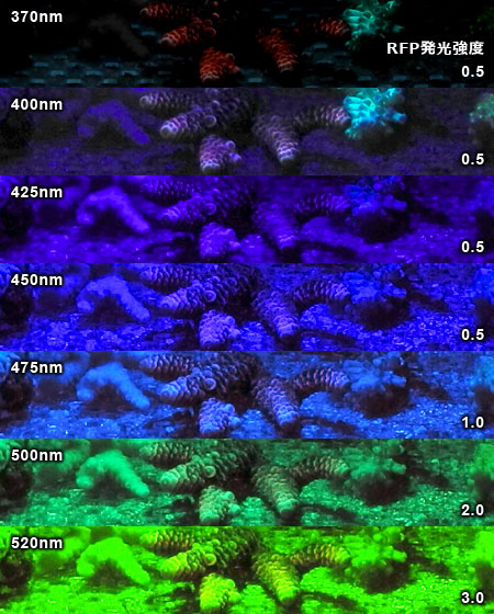 各波長によるRFP発光の比視感度