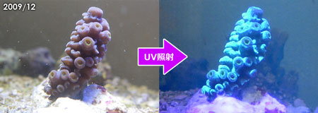 スギノキブルーの青味がUVで励起されるブルー蛍光タンパクであることを発見！