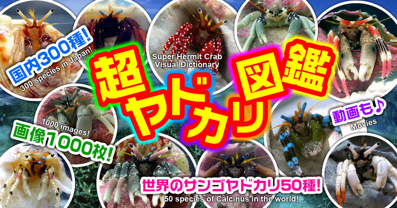 超ヤドカリ図鑑