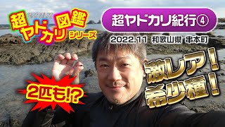 「国内希少ヤドカリ!2日連続でゲット!」超ヤドカリ紀行(4) 串本編