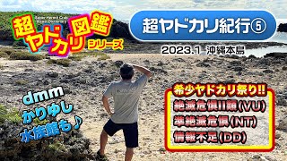 「絶滅危惧種のオンパレードだ!」超ヤドカリ紀行(5) 沖縄本島編