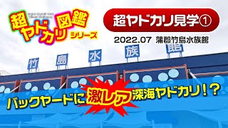 「バックヤードに激レア深海ヤドカリ!?」超ヤドカリ見学(1) 竹島水族館編