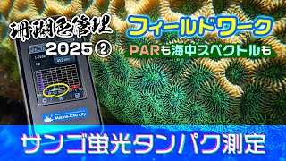 タイドプールでギラギラのサンゴの蛍光タンパクを測定してみた!