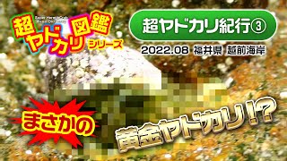 「まさかの黄金ヤドカリ!?」超ヤドカリ紀行(3) 越前海岸編
