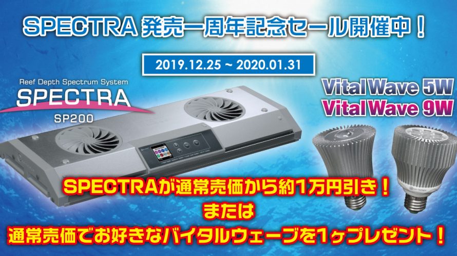SPECTRA一周年記念セール開始!