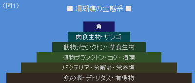 図1:サンゴ礁の生態系