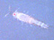 Cyclopoida 2
