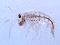 Gammaridea