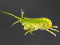 Gammaridea 3