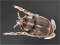 Hippidae