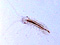 Janiroidea