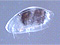 Podocopida