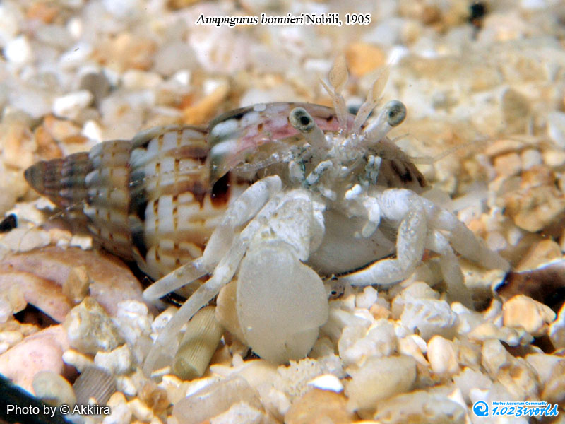 和名未定/Anapagurus bonnieri