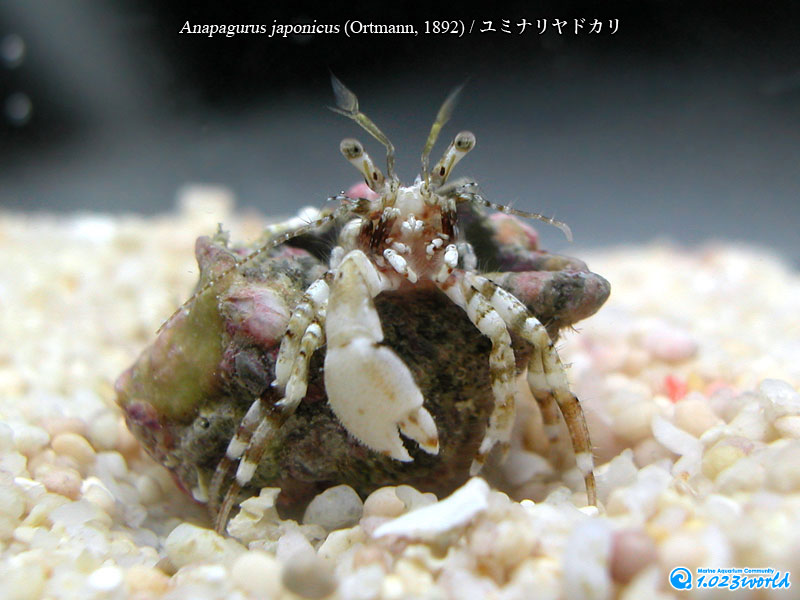 ユミナリヤドカリ/Anapagurus japonicus
