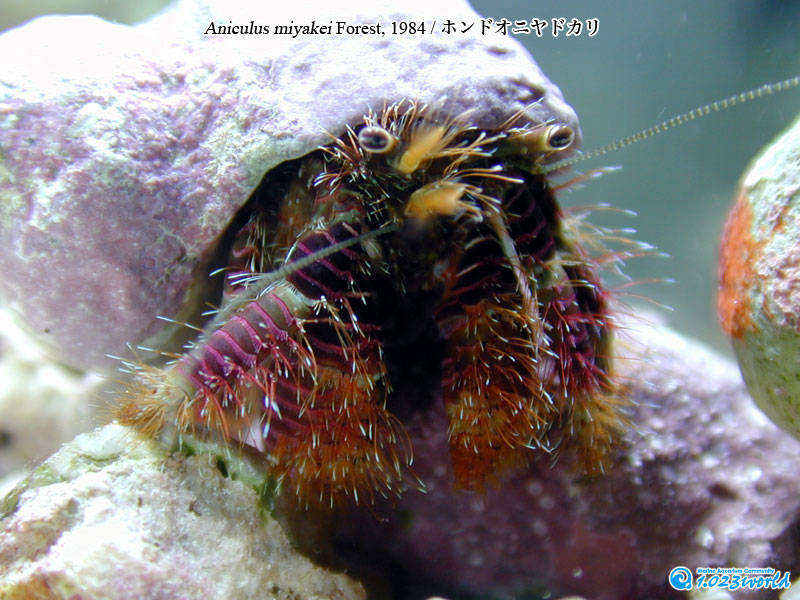 ホンドオニヤドカリ/Aniculus miyakei