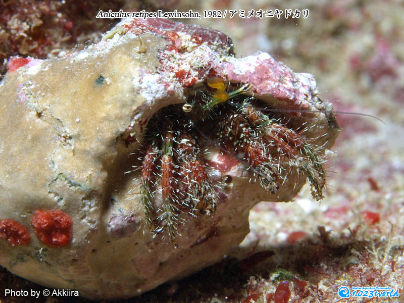 アミメオニヤドカリ/Aniculus retipes