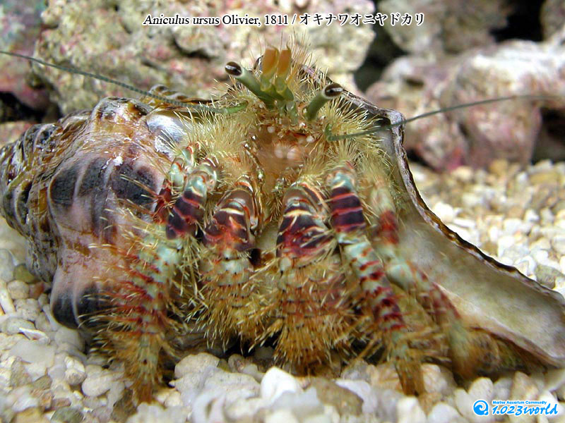 オキナワオニヤドカリ/Aniculus ursus