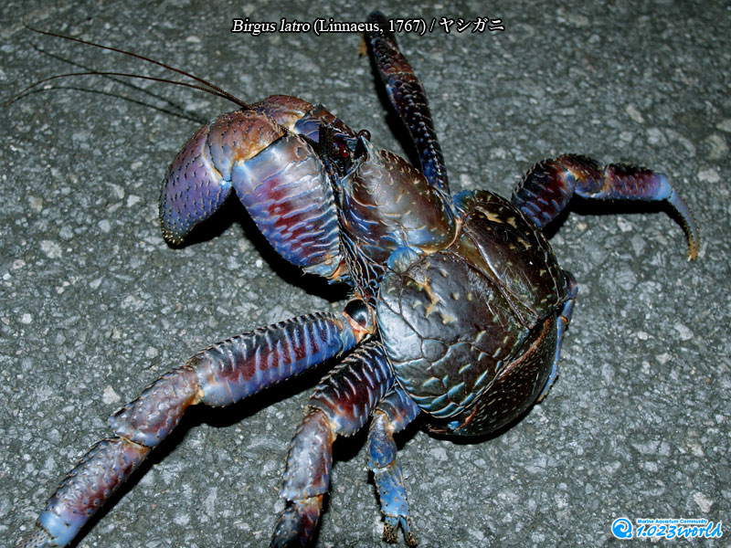 ヤシガニ/Birgus latro