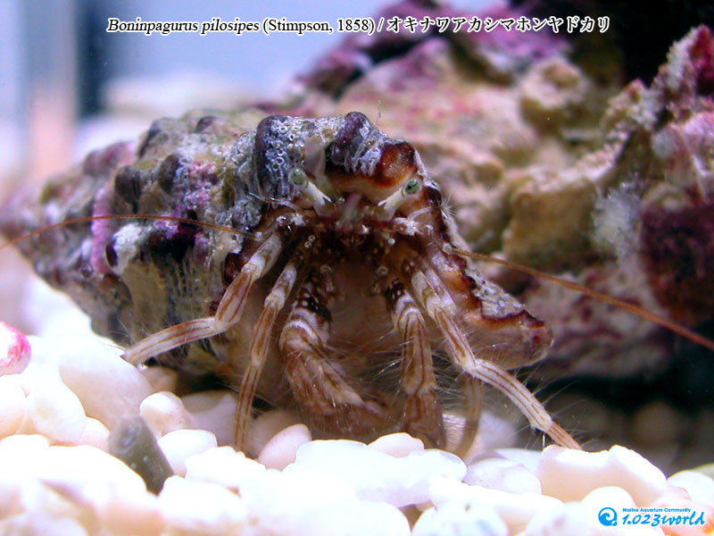 オキナワアカシマホンヤドカリ/Boninpagurus pilosipes