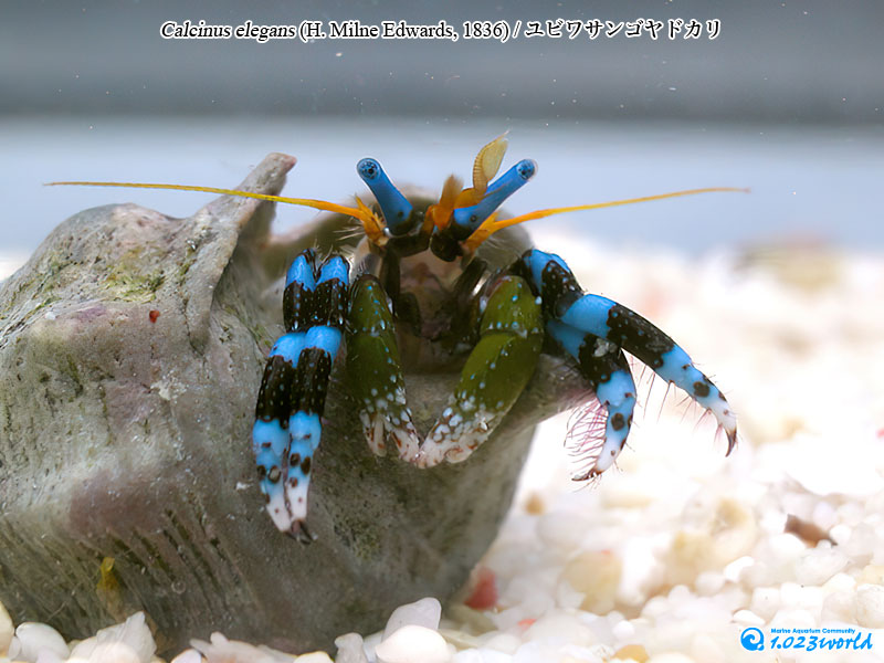 ユビワサンゴヤドカリ/Calcinus elegans